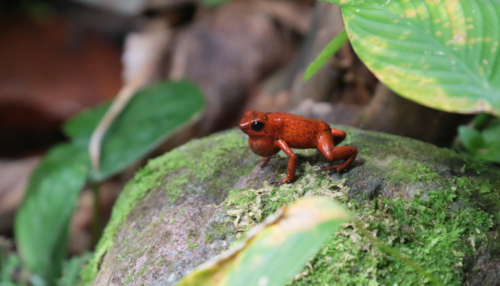 Strawberry-poison-dart-frog